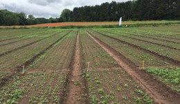 SCEPTREplus: Carrots and Parsnips