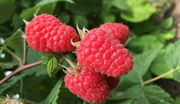 Cane Fruit Crop Walkers’ Guide