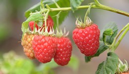 Soft fruit breeding and genetics