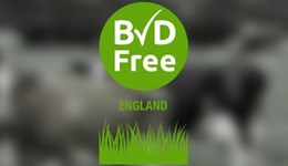 Could you spot BVD in the dairy herd?