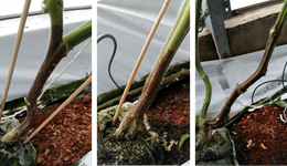 Phytophthora infestans