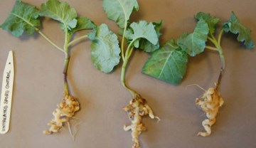 Disinfection for the control of clubroot during propagation | AHDB