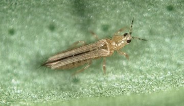 Knowing and recognising thrips in your crops