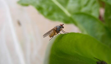 Biology and control of spinach and chard leafminers | AHDB