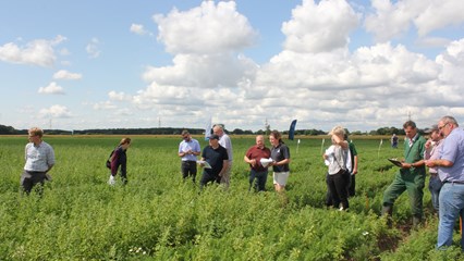 Strategic Centre for Field Vegetables - Carrots Image