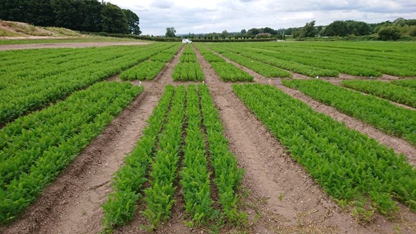 Strategic Centre For Field Vegetables - Carrots 