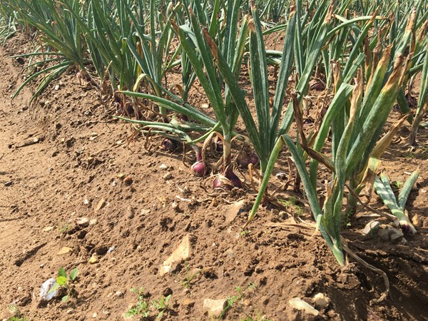 Red onion varieties in Norfolk trials