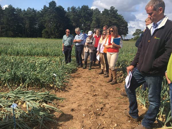 Growers looking at Norfolk variety trials, Aug 19
