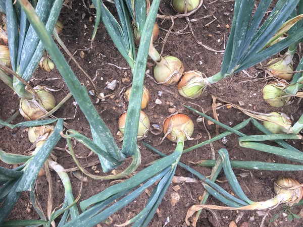Onion varieties in Norfolk trials '19
